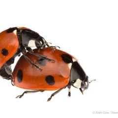 MYN Mating Seven Spot Ladybirds 